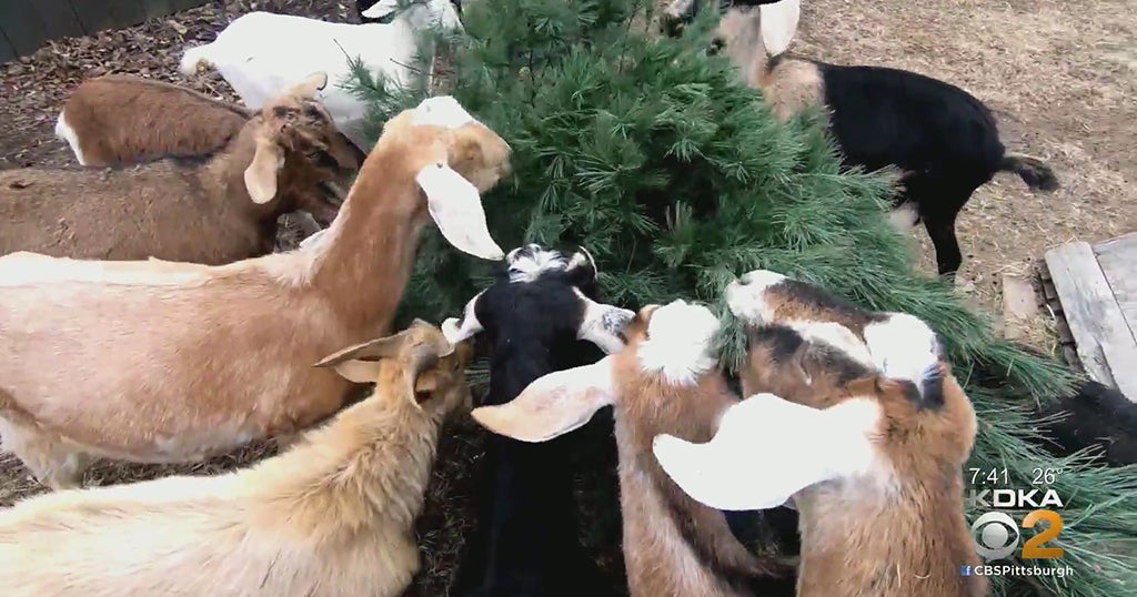 Scott Township Farm Accepting Christmas Trees As A Treat For Their