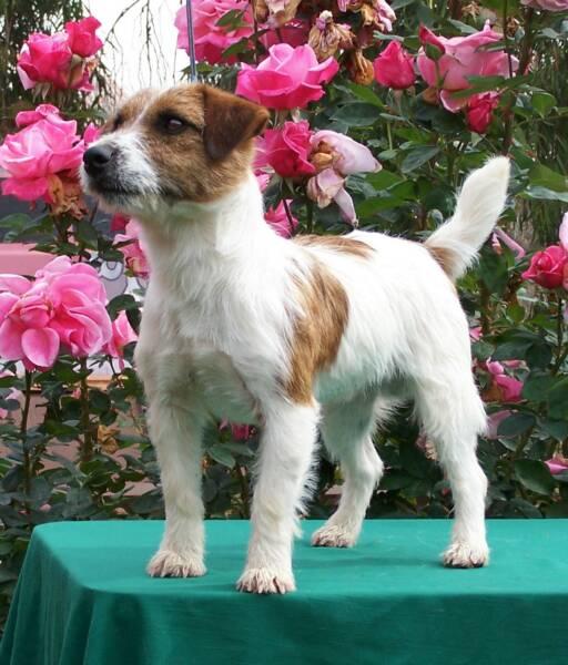 Newest dog breeds: From tiny toys to massive mastiffs