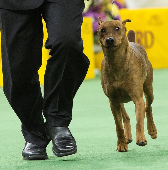 Newest dog breeds: From tiny toys to massive mastiffs