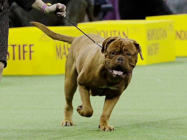 Newest dog breeds: From tiny toys to massive mastiffs