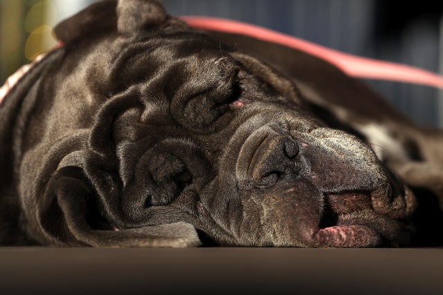 Newest dog breeds: From tiny toys to massive mastiffs