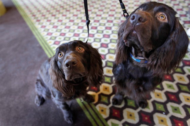Newest dog breeds: From tiny toys to massive mastiffs