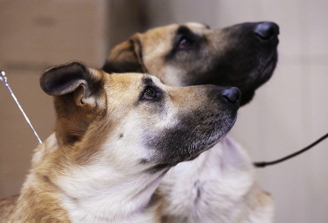 Newest dog breeds: From tiny toys to massive mastiffs
