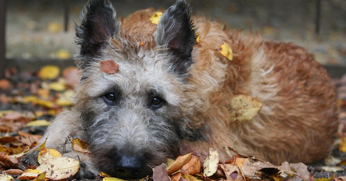 Newest dog breeds: From tiny toys to massive mastiffs - Vimarsana News
