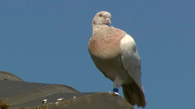 Australia Trans-Pacific Pigeon 