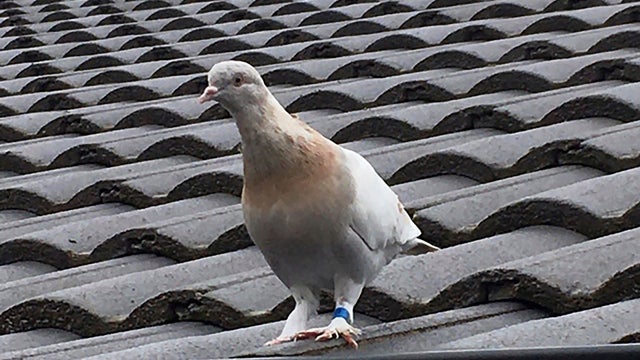 Australia Pigeon 