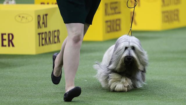 143rd Annual Westminster Kennel Club Dog Show 