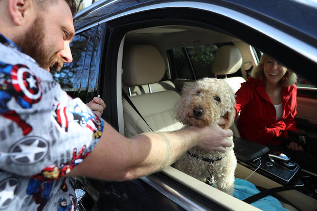 Veterinarians Flooded As "Dog Flu" Sweeps Across U.S. 