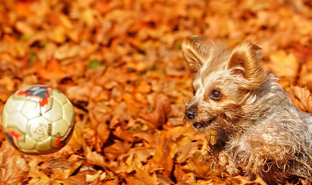 A Yorkshire terrier named Loki plays wit 