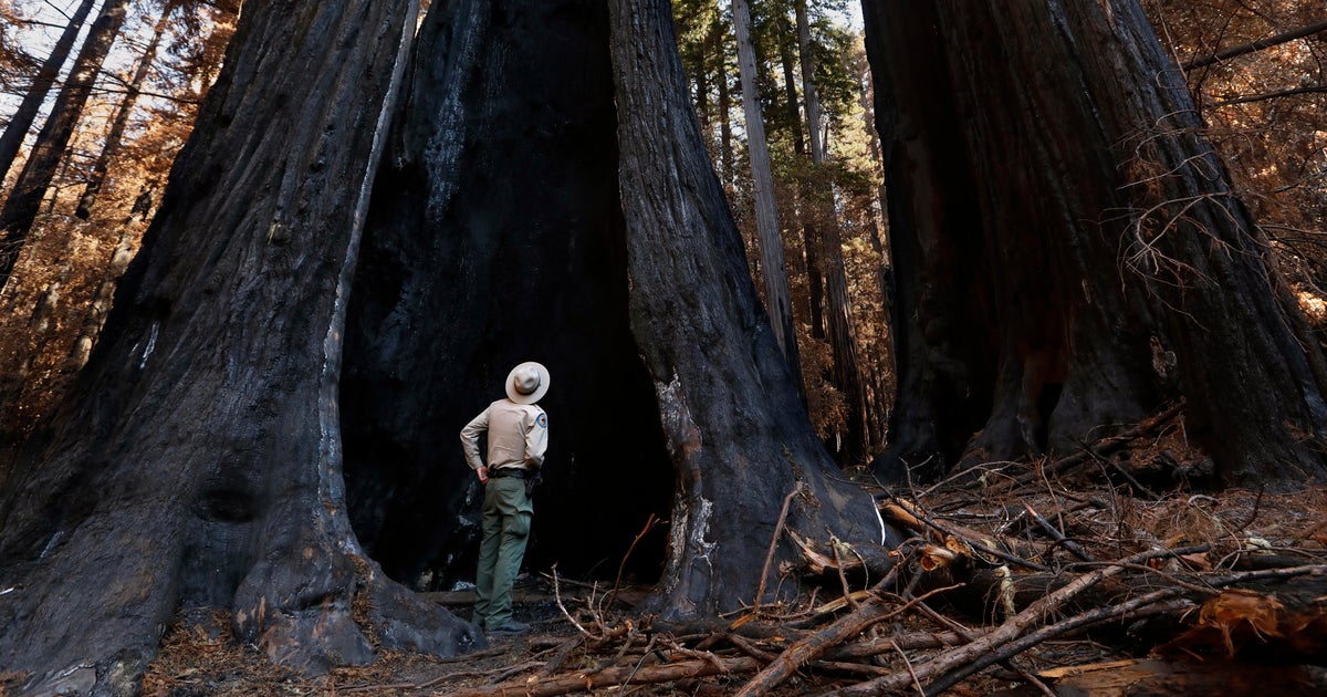 California's iconic redwoods, sequoias and Joshua trees threatened by