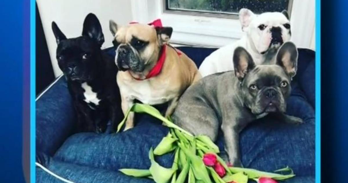 Lady Gaga's dogs stolen in Hollywood shooting - CBS News