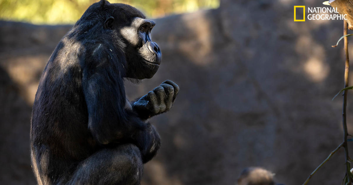 Great apes at the San Diego Zoo become the first nonhumans to receive the COVID-19 vaccine