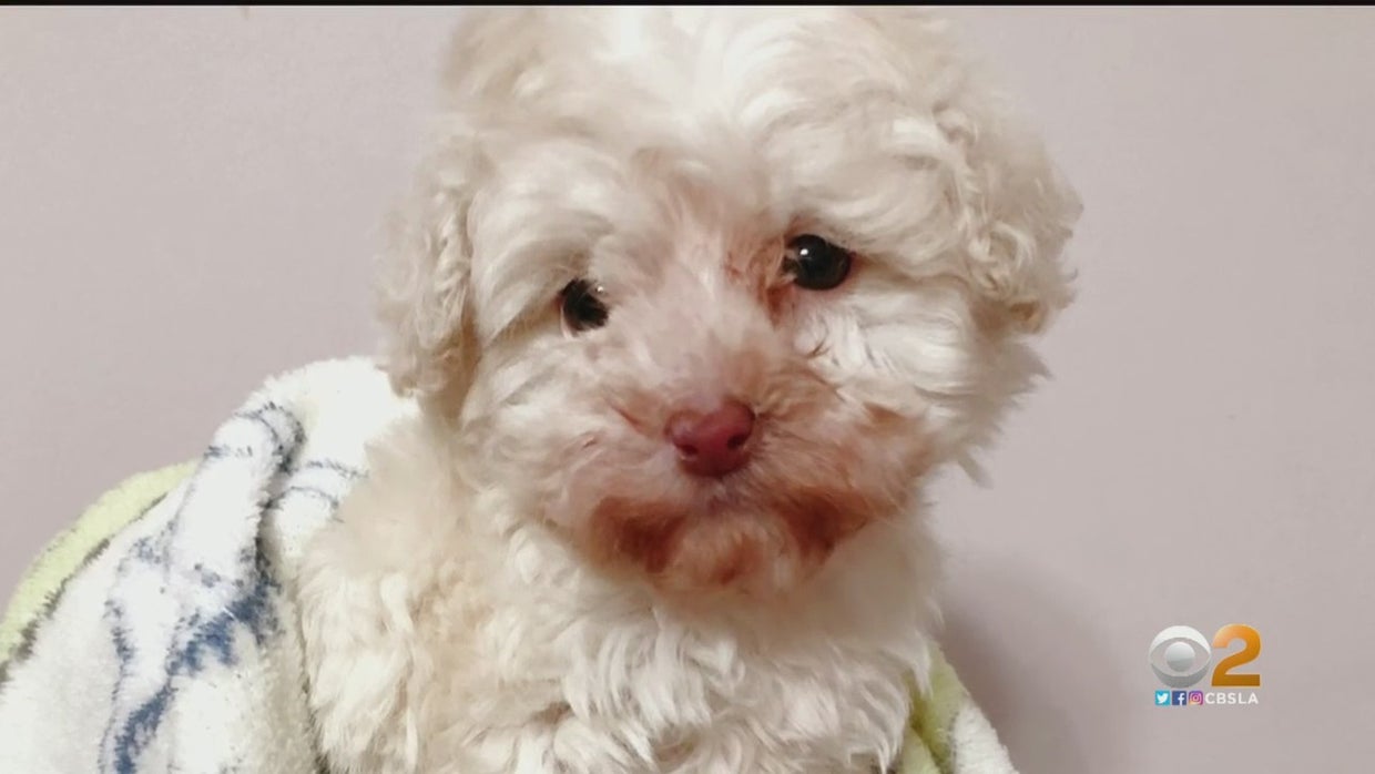 'They Suffered' Higher Demand For Pets Leads To Increase In Backyard