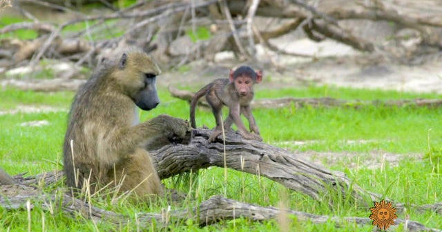 Nature: Baboons in Botswana