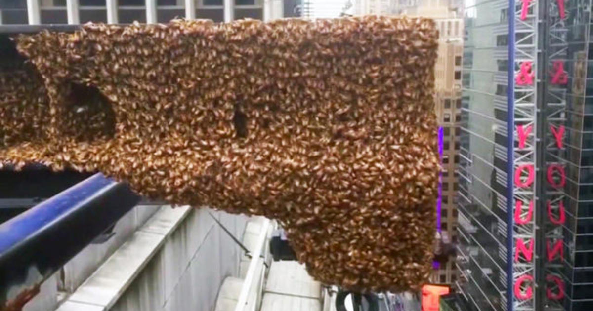 30,000 bees swarm ledge high atop Times Square CBS News