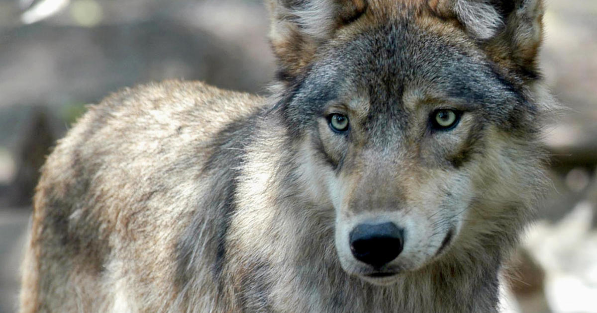 Montana is considering a series of new bills to expand the capture and killing of wolves and bears – and activists say it is “an open war on wildlife”