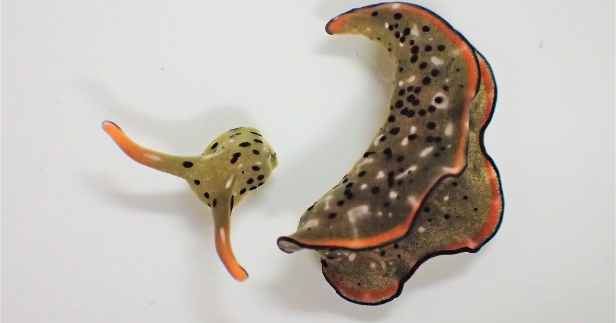 Sea slugs discovered with ability to self-decapitate and grow new bodies