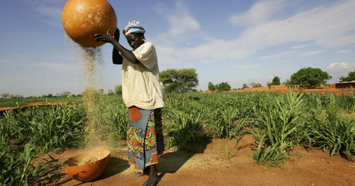 Climate change already impacting food supply, UN study shows - CBS News