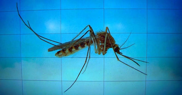 Virus warning: New cases in Florida, thousands sick in Caribbean