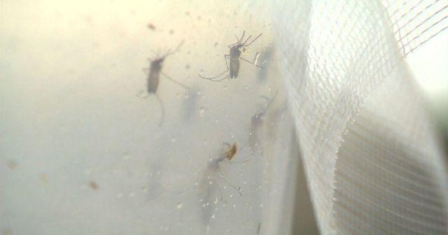 Who needs to worry about West Nile virus