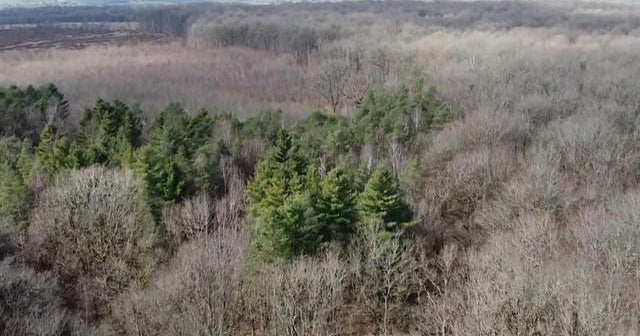 Historic forest in France supplies oak trees to rebuild Notre Dame
