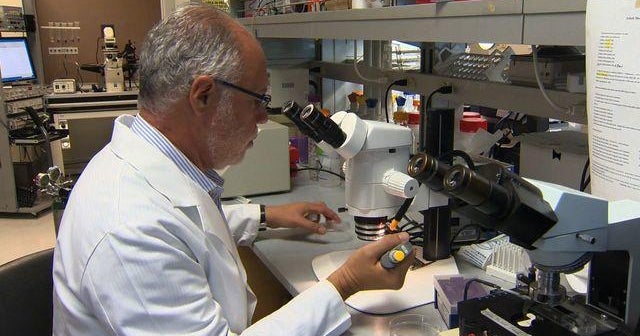 New gene therapy procedure could provide pacemaker alternative