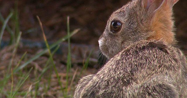 Rabbit fever warning issued to Colorado residents
