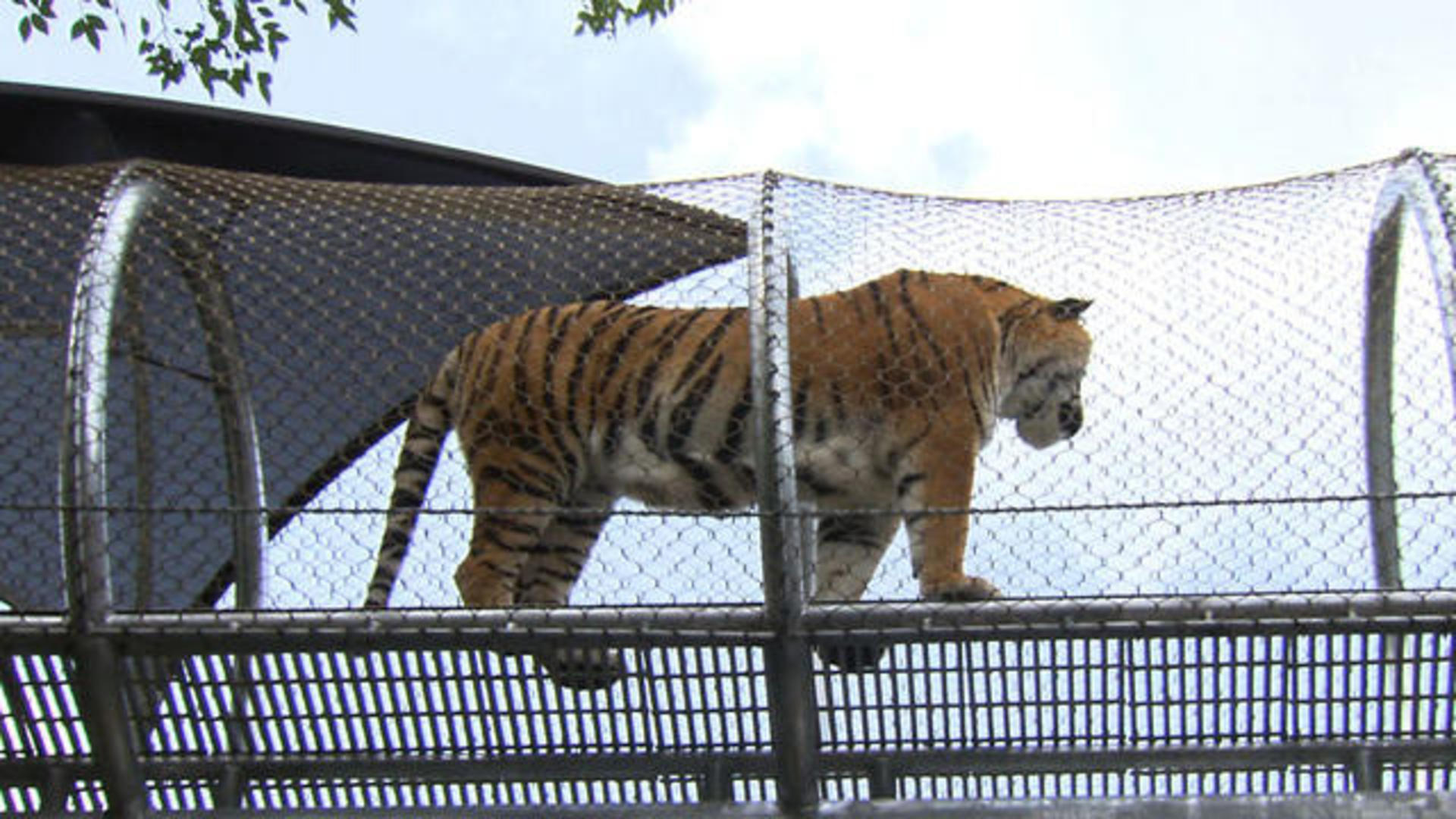 Zoo builds above-ground trails that allow animals to roam more freely - CBS  News