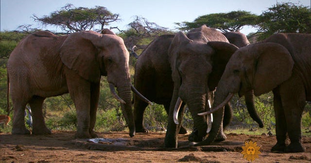 Stepping up the fight against elephant poachers