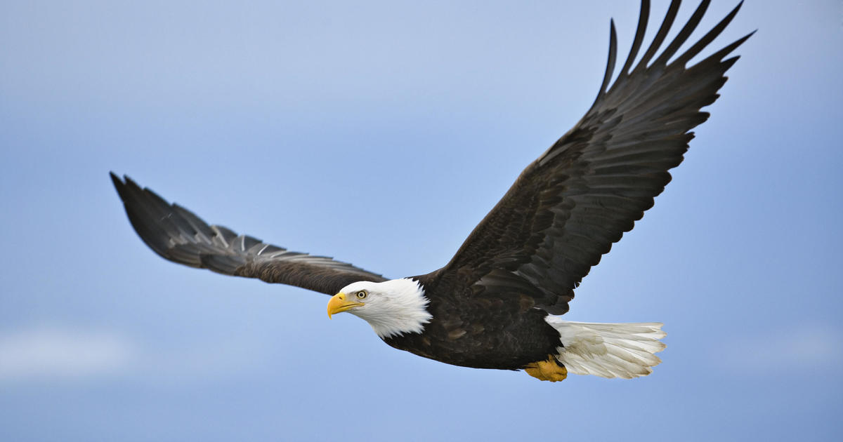 Once nearly extinct, American bald eagle populations have quadrupled in last decade