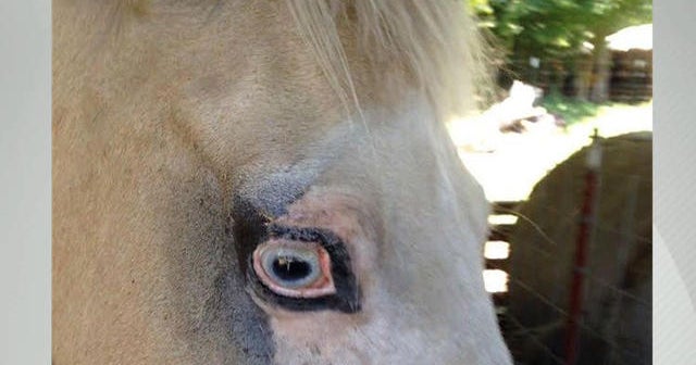 Horse tattooed to prevent cancerous eye ulcers