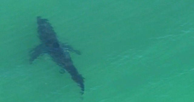 Shark attack kills swimmer in Australia