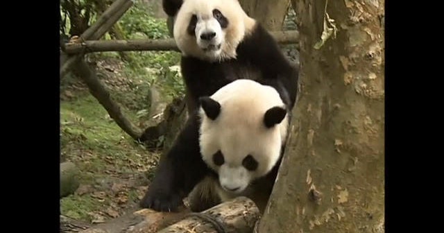 Panda sisters make public debut in China
