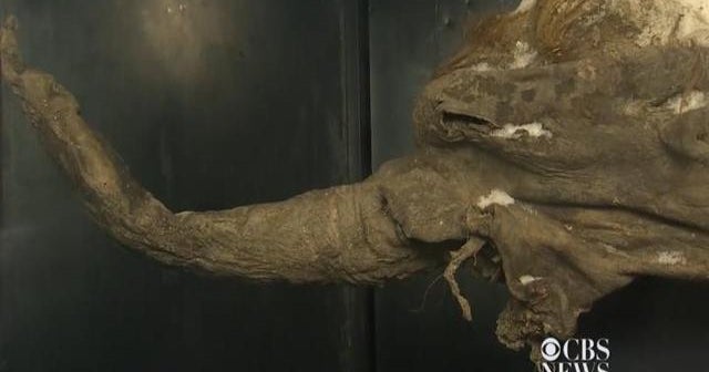 38,000-year-old wooly mammoth now on display