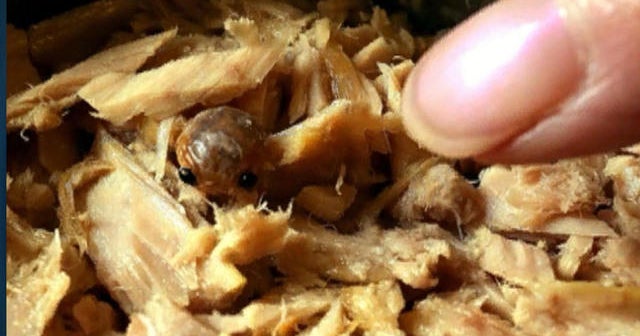 What is the mysterious creature in the tuna can?