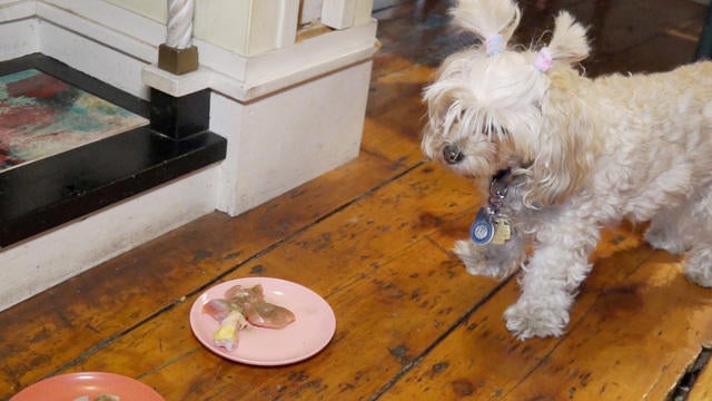 kibbles n bits recall