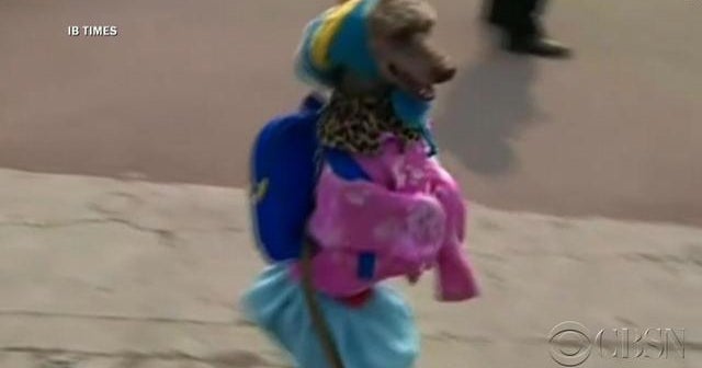 Prancing pooch: Dog walks like a human