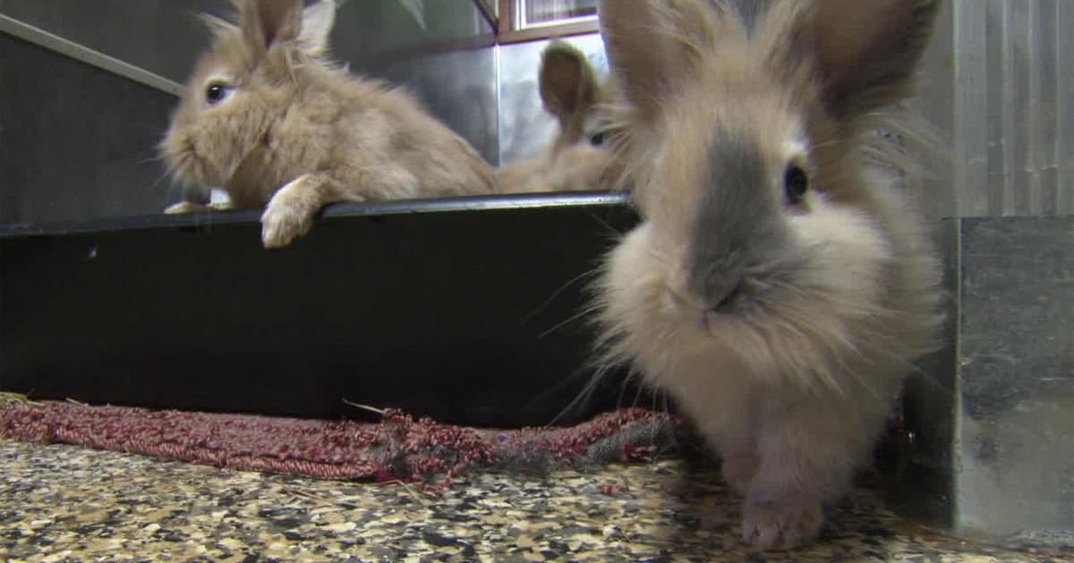 Vaccinated rabbits – CBS News
