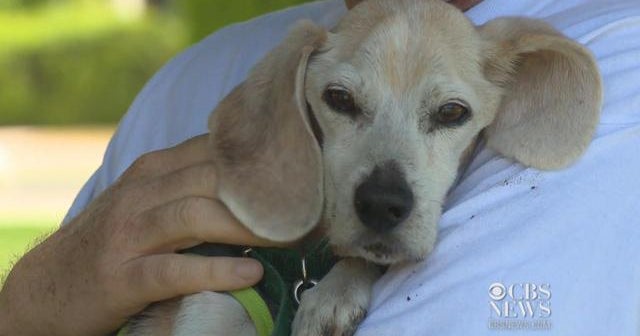 Dogs can be good for your health