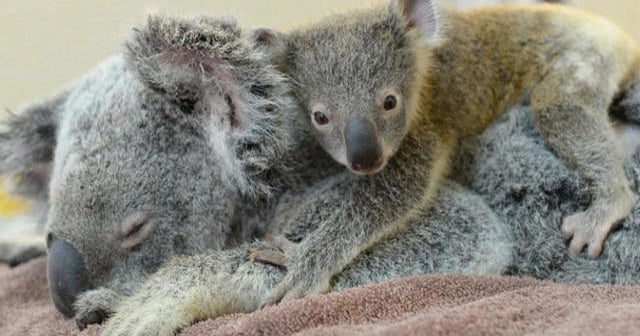 Baby koala holds mother throughout operation