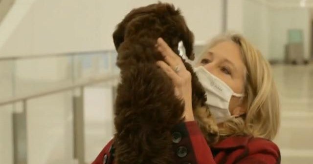 "Pet nannies" see boom in business thanks to pandemic CBS News