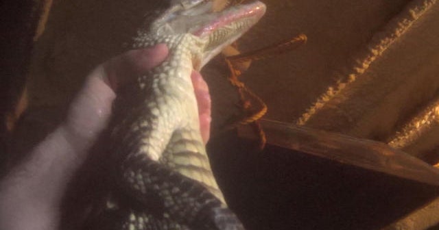 Video shows horrific treatment of alligators slaughtered for luxury bags