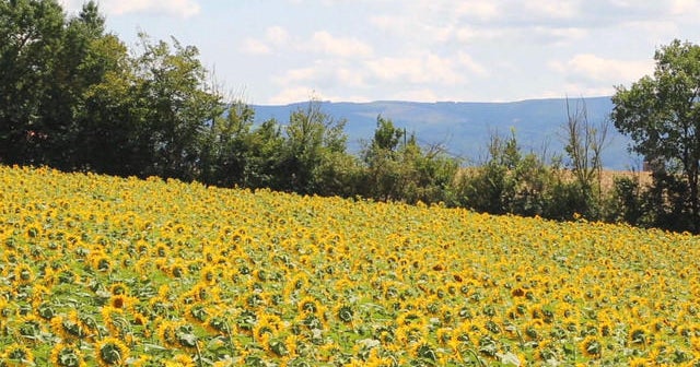 Nature: Sunflowers in France