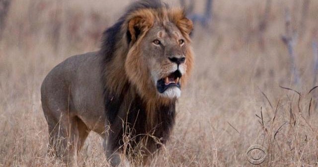 Minnesota residents outraged by illegal lion killing