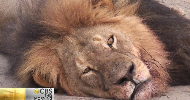 Advocates say ethical hunts can help save endangered species