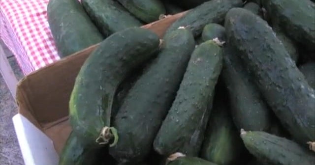 Salmonella outbreak in cucumbers spreads