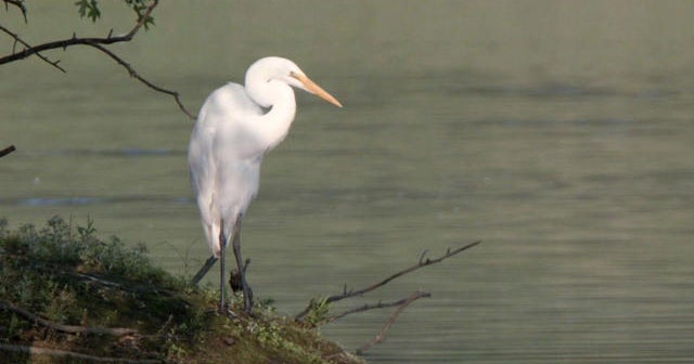 Nature: Great Blue Herons