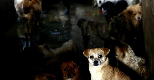 China district: Get rid of your dogs or they die