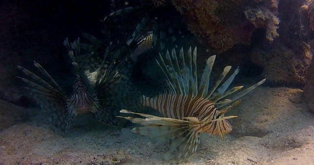 Lionfish: Sea creatures behind an alarming invasion