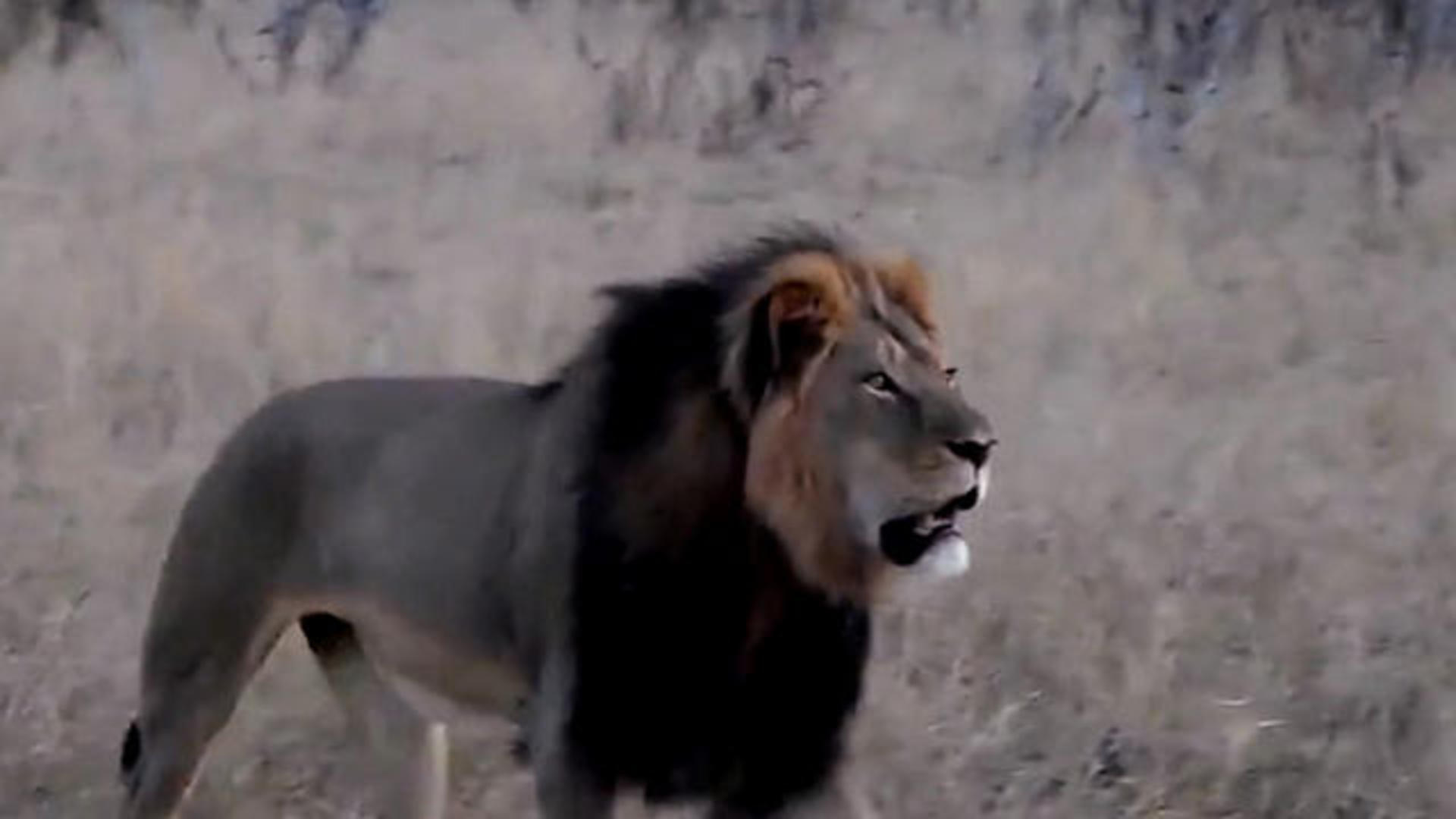 Man who helped in Cecil the lion killing faces Zimbabwe judge - CBS News